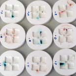 El enigma de la caca de hormiga