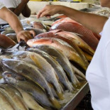Metilmercurio en el pescado: qué especies tienen más concentración