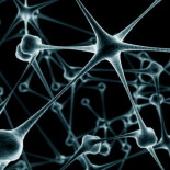 Descubren nuevos tipos de células cerebrales en ratones