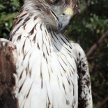 Salvajada con un águila perdicera por parte de cazadores