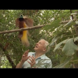 Pájaro interrumpiendo a David Attenborough