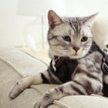 Xiaomi fabricará cámaras tipo GoPro por 64$ [ENG]