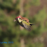 Una pequeña comadreja aferrada a un pájaro carpintero volando