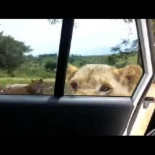 Un león abre la puerta de un vehículo en un safari en coche