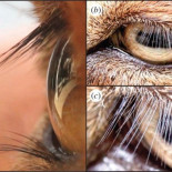 La longitud óptima de las pestañas