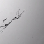 El vuelo de la mantis tiene truco