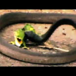 Pelea entre camaleón y serpiente