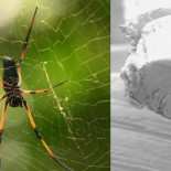 Científicos españoles multiplican por 10.000 el grosor de la seda de araña