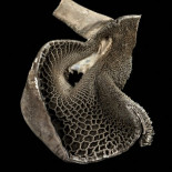 Las mejores fotos científicas de 2015