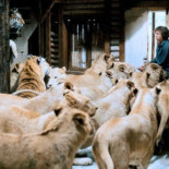 “Ningún león resultó herido. 70 personas sí”