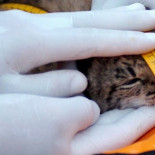 Nacen 5 linces en el centro de cría de Doñana