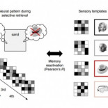 Así olvidamos: el cerebro suprime los recuerdos que compiten entre sí