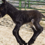 Burros zamoranos para proteger a los rebaños ante lobos