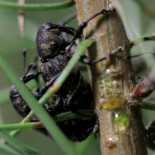 El lenguaje de los bosques: ¿se comunican los árboles entre sí?