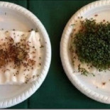 El efecto del wifi (o la ausencia del mismo) sobre la germinación de semillas