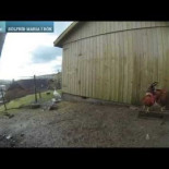 Gallinas que piensan que es de noche por el eclipse total