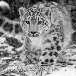 10 felinos que pronto serán historia