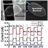 NERD: un bio-robot formado por esporas bacterianas adaptadas con puntos cuánticos de grafeno (ING)