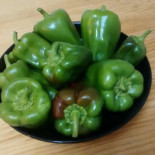 Cómo montar un huerto urbano en el balcón de tu casa