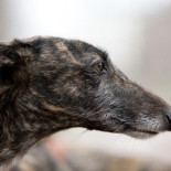 Los galgos ahorcados