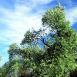 Una plaga desborda a la UE y amenaza a millones de olivos españoles