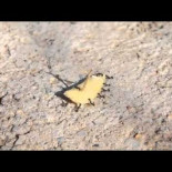 La cofradía del Santo 'Gusanito'