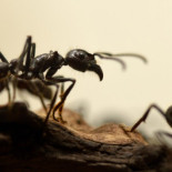 La sorprendente capacidad de las hormigas ante la falta de gravedad