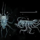 Hallan una nueva especie de crustáceo en Galicia