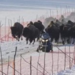 Los bisontes salvajes regresan a Alaska