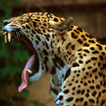 El jaguar en peligro de extinción