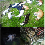 Envenenamiento masivo para acabar con los gatos callejeros en Sotogrande (FOTO)