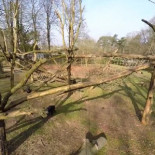 Cuatricóptero derribado e investigado por un chimpancé