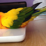 25 animales que aman al calor más que cualquier otra cosa en el mundo