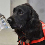 La detección del cáncer por perro, '98% de fiabilidad"