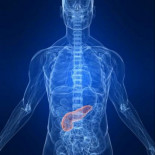 Un fármaco contra la leucemia rompe la armadura del cáncer de páncreas para poder usar 'quimio'