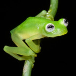 Descubren una nueva especie de rana de cristal en Costa Rica (ING)
