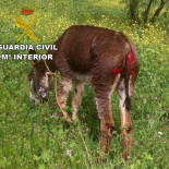 Detenido un hombre por arrastrar a un asno con un camión