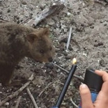 Dos turistas franceses condenados en Australia por prenderle fuego a un Quokka [POR]