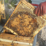 Inventan un modo sencillo de combatir el ácaro Varroa que acaba con las abejas