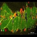 Los fósiles más antiguos de la Tierra no son fósiles