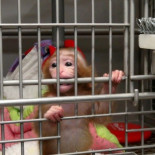 La cruda verdad sobre los animales de laboratorio