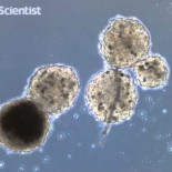 Miniórganos humanos impresos en 3D imitan al hígado y a un corazón latiendo (ING)