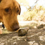 Darwin y Neville, dos perros luchando contra los caracoles en las islas Galápagos