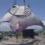 Una mantarraya de unos 1.000 kilos fue capturada en el norte de Perú