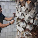Un remedio cordobés para la plaga mundial del picudo rojo