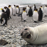24 animales expertos en "Photobombing"
