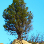 La sabina mora, una reliquia que sólo crece en África... y en Murcia