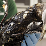 No, no es el Prestige en 2002; es Canarias hoy