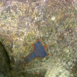 Milán muestra un mural de Da Vinci oculto durante 500 años