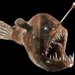 La balada triste del macho de pez abisal